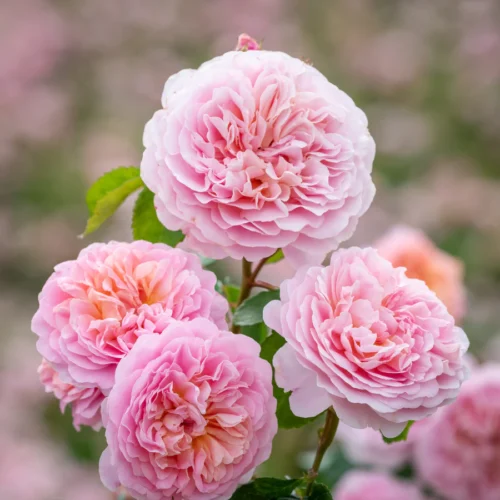 ROSA 'David Austin'®'Eustacia Vye'® - Obrázek 2