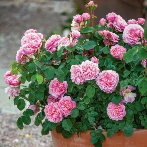 ROSA 'David Austin'®'Eustacia Vye'® - Obrázek 3