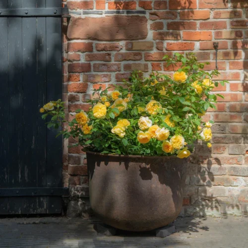 ROSA 'David Austin'®'Bring me Sunshine'® - Image 2