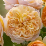 ROSA 'David Austin'®'Bring me Sunshine'® - Image 3