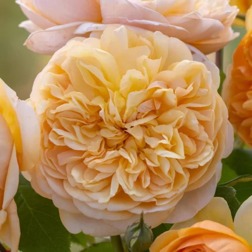 ROSA 'David Austin'®'Bring me Sunshine'® - Image 3