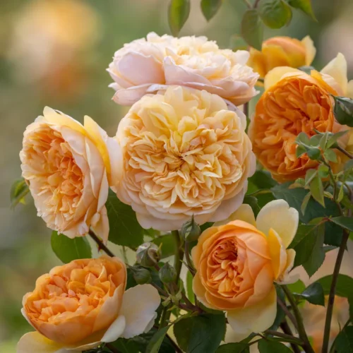 ROSA 'David Austin'®'Bring me Sunshine'® - Image 4