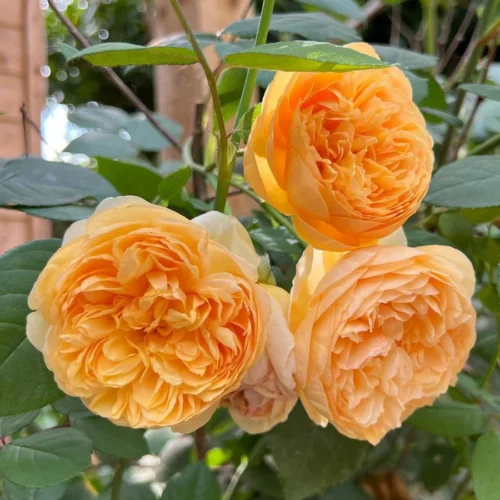 ROSA 'David Austin'®'Bring me Sunshine'® - Image 1