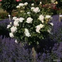 ROSA KORDES 'Herzogin Christiana'®-stromková