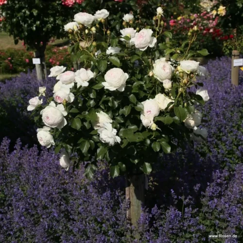ROSA KORDES 'Herzogin Christiana'®-stromková - Image 1