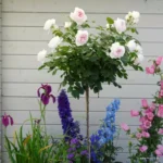 ROSA KORDES 'Herzogin Christiana'®-stromková - Image 3