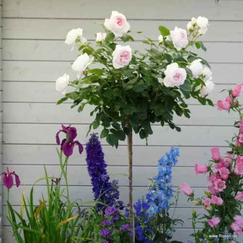 ROSA KORDES 'Herzogin Christiana'®-stromková - Image 3