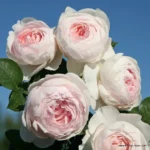 ROSA KORDES 'Herzogin Christiana'®-stromková - Image 2