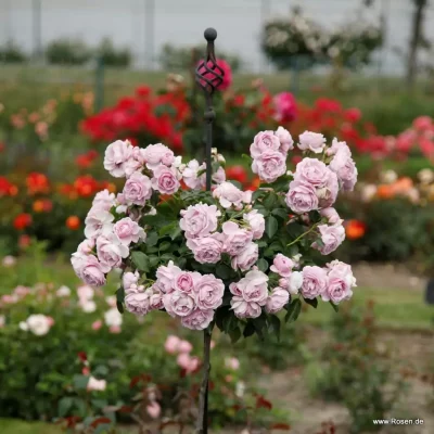 ROSA KORDES 'Nautica'®-stromková