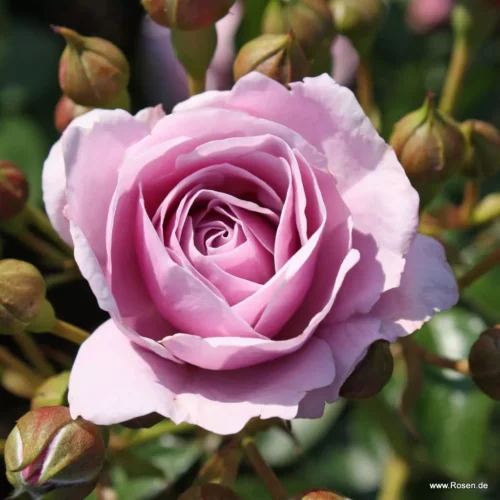 ROSA KORDES 'Nautica'®-stromková - Image 2