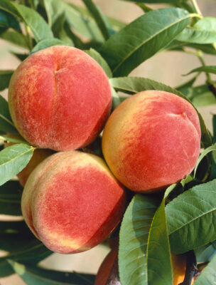 Broskvoň 'South Haven'