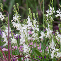 Gaura lindheimeri 'Snowbird'