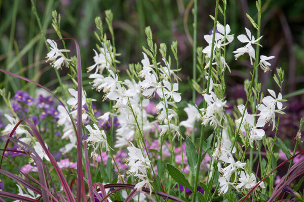 Gaura lindheimeri 'Snowbird'