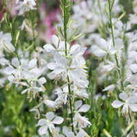 Gaura lindheimeri 'Snowbird'