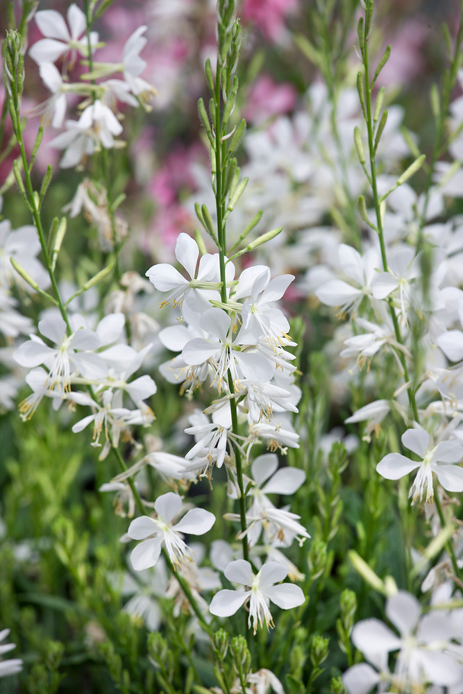Gaura lindheimeri 'Snowbird'