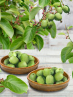 Actinidia arguta ´Vitikiwi´® Kiwi-samosprašné, C3L/P18-vyvaz. 120 CM