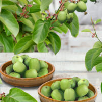 Actinidia arguta 'Vitikiwi'®