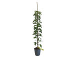 Actinidia arguta ´Vitikiwi´® Kiwi-samosprašné, C3L/P18-vyvaz. 120 CM - Obrázek 2