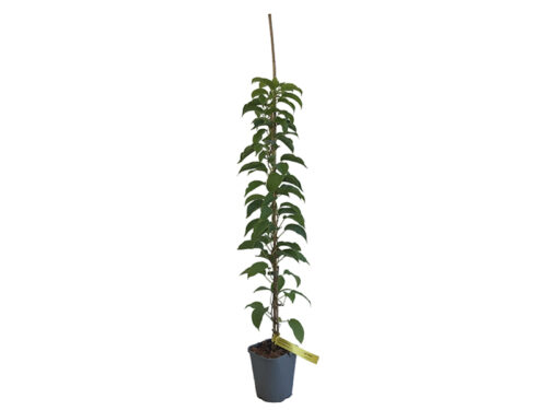 Actinidia arguta ´Vitikiwi´® Kiwi-samosprašné, C3L/P18-vyvaz. 120 CM - Obrázek 2