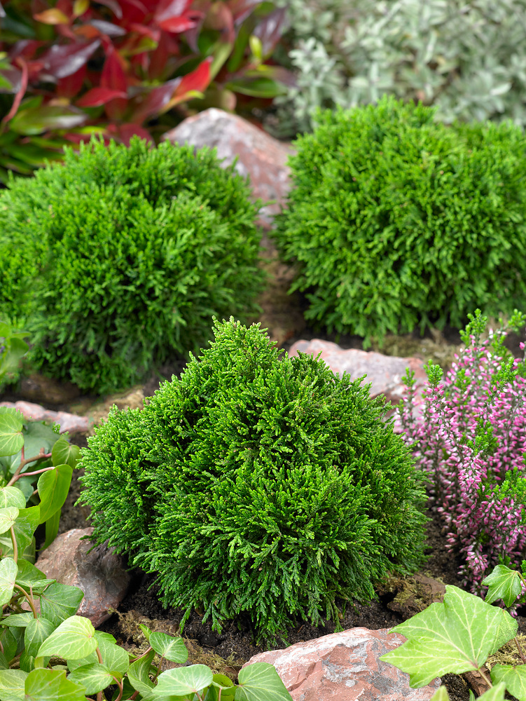 Chamaecyparis lawsoniana 'Green Globe'