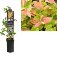 Vaccinium corrymbosum 'Flamingo'®