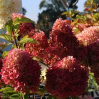 Hydrangea paniculata 'Redlight'®
