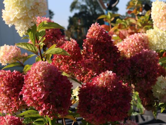 Hydrangea paniculata 'Redlight'®