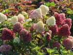 Hydrangea paniculata 'Redlight'® - Obrázek 2