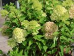 Hydrangea paniculata 'Redlight'® - Obrázek 3