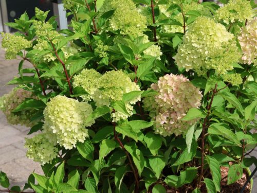 Hydrangea paniculata 'Redlight'® - Obrázek 3