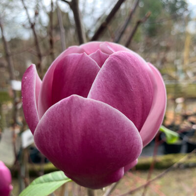 Magnolia 'Venus'