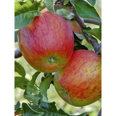 Jabloň 'Celeste'®