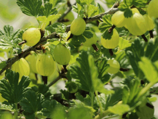 Angrešt zelený 'Tatjana'-beztrnný