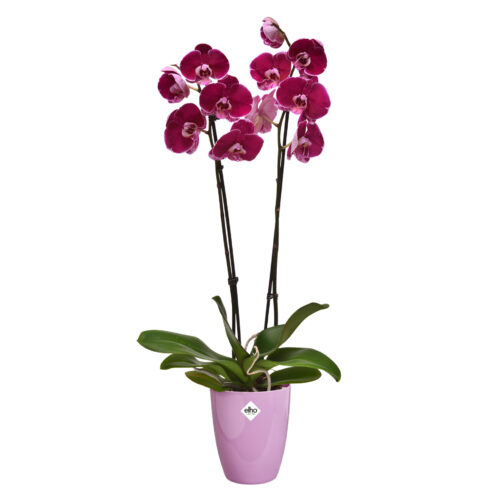 Obal Brussels Diamond Orchid High - vivid violet 12,5 cm - Obrázek 2