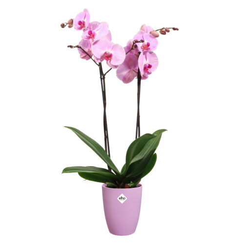 Obal Brussels Orchid High - vivid violet 12,5 cm - Obrázek 2