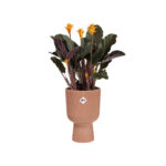 Obal Vibes Fold Coupe - delicate pink 14 cm - Obrázek 2