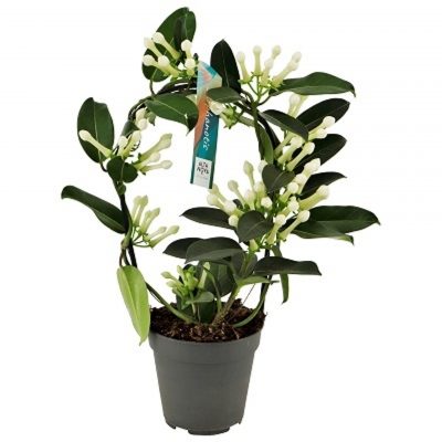Stephanotis floribunda