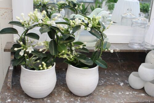 Stephanotis floribunda - Obrázek 2