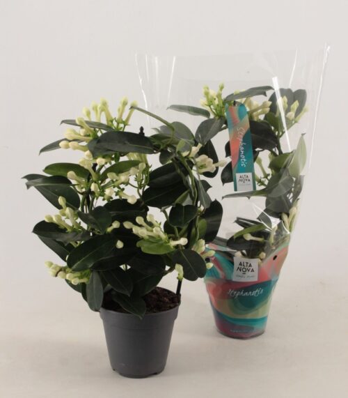Stephanotis floribunda - Obrázek 3