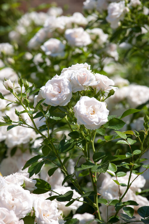 Rosa 'Aspirin Rose'®-Tantau-stromková převislá - Obrázek 2