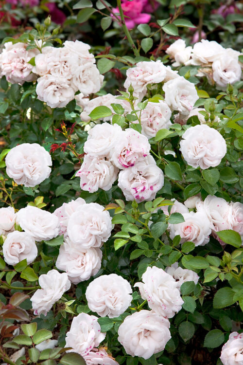 Rosa 'Aspirin Rose'®-Tantau-stromková převislá - Obrázek 3