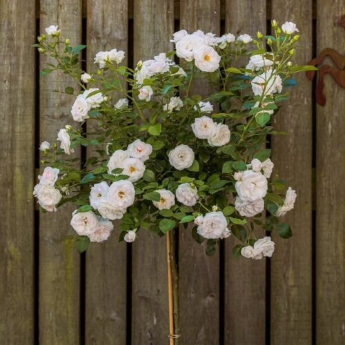Rosa 'Aspirin Rose'®-Tantau-stromková převislá - Obrázek 1