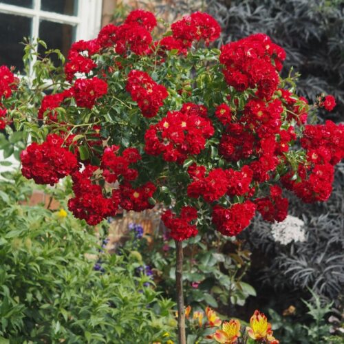 Rosa 'Rambling Rosie'®-stromková, převislá - Obrázek 1