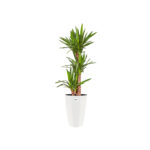 Obal Brussels Diamond High - white 40 cm - Obrázek 2
