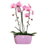 Obal Brussels Orchid Duo - vivid violet 25 cm - Obrázek 2