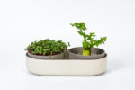 Klíčící miska MICROGREENS + Regrow - slonová kost s kávovou sedlinou - Obrázek 2