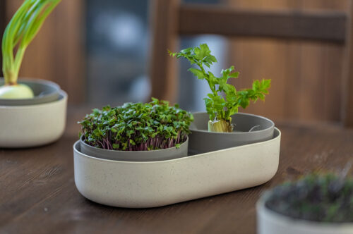 Klíčící miska MICROGREENS + Regrow - slonová kost - Obrázek 2