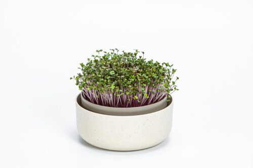 Klíčící miska MICROGREENS - slonová kost s kávovou sedlinou - Obrázek 2