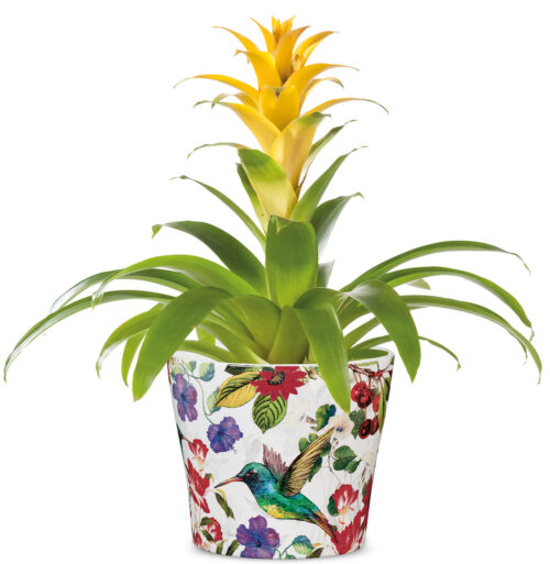 Obal 808 Tropicana lesk 13 - Obrázek 2