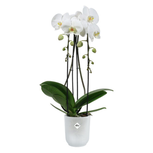 Obal Vibes Fold Orchid High - transparent 12,5 cm - Obrázek 2